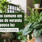 Pragas comuns em plantas de varanda com pouca luz: guia prático para cuidar melhor das suas plantas